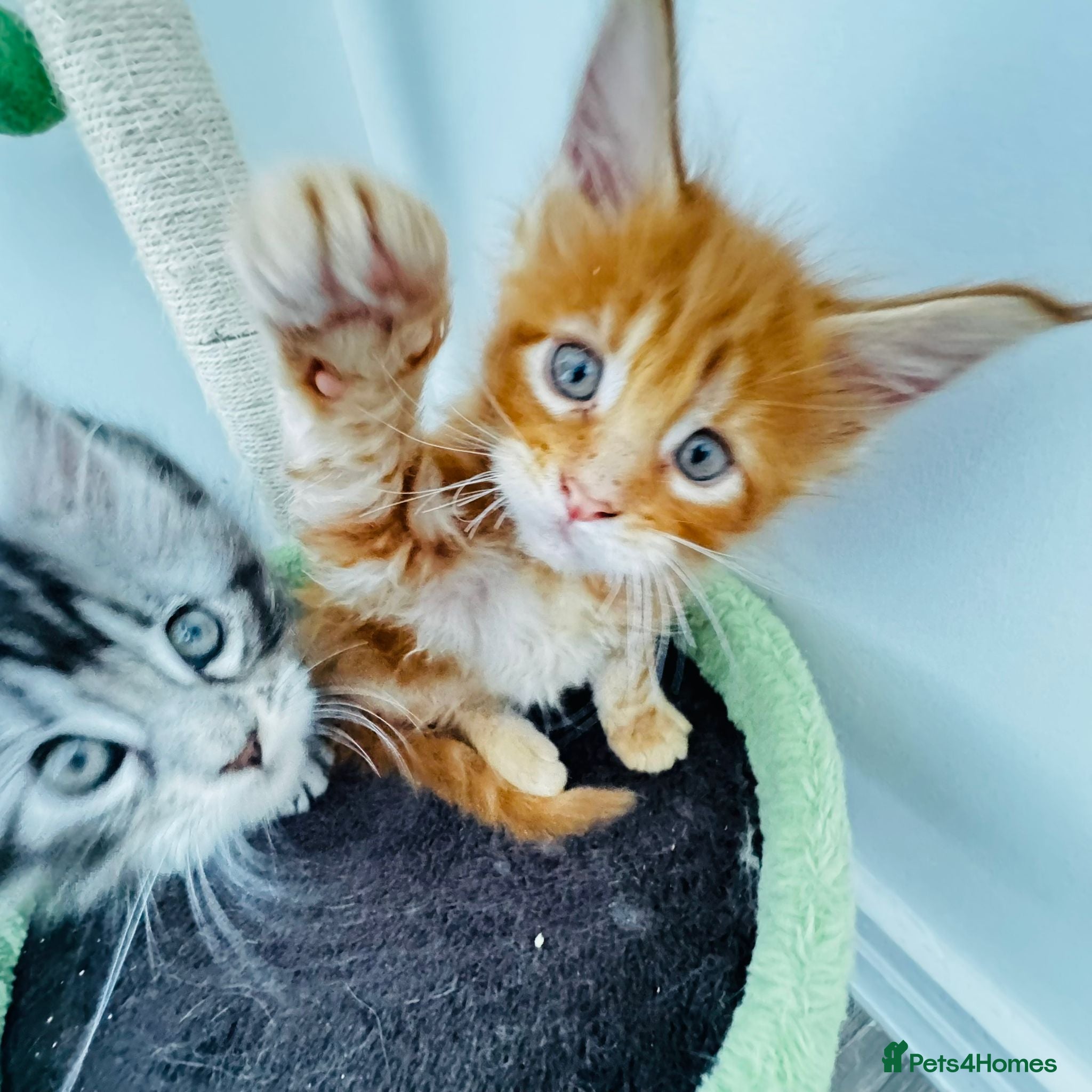 Maine Coon cats Pure breed XXL Maine Coon kittens  - Advert 1