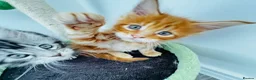 Maine Coon cats for sale: Pure breed XXL Maine Coon kittens  - Advert 7