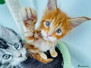 Maine Coon cats Pure breed XXL Maine Coon kittens - Advert 1