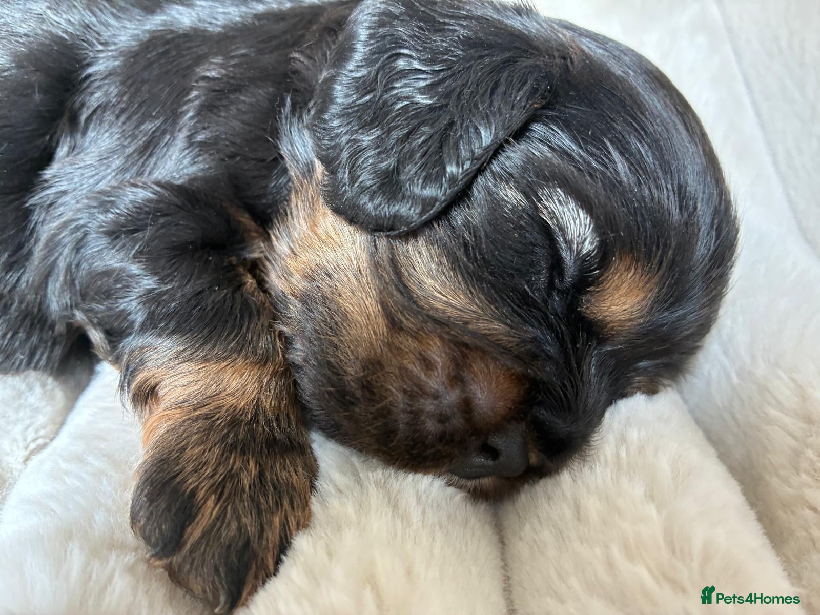 Cavalier King Charles Spaniel dogs KC reg CKC  one handsome boy available  - Advert 1