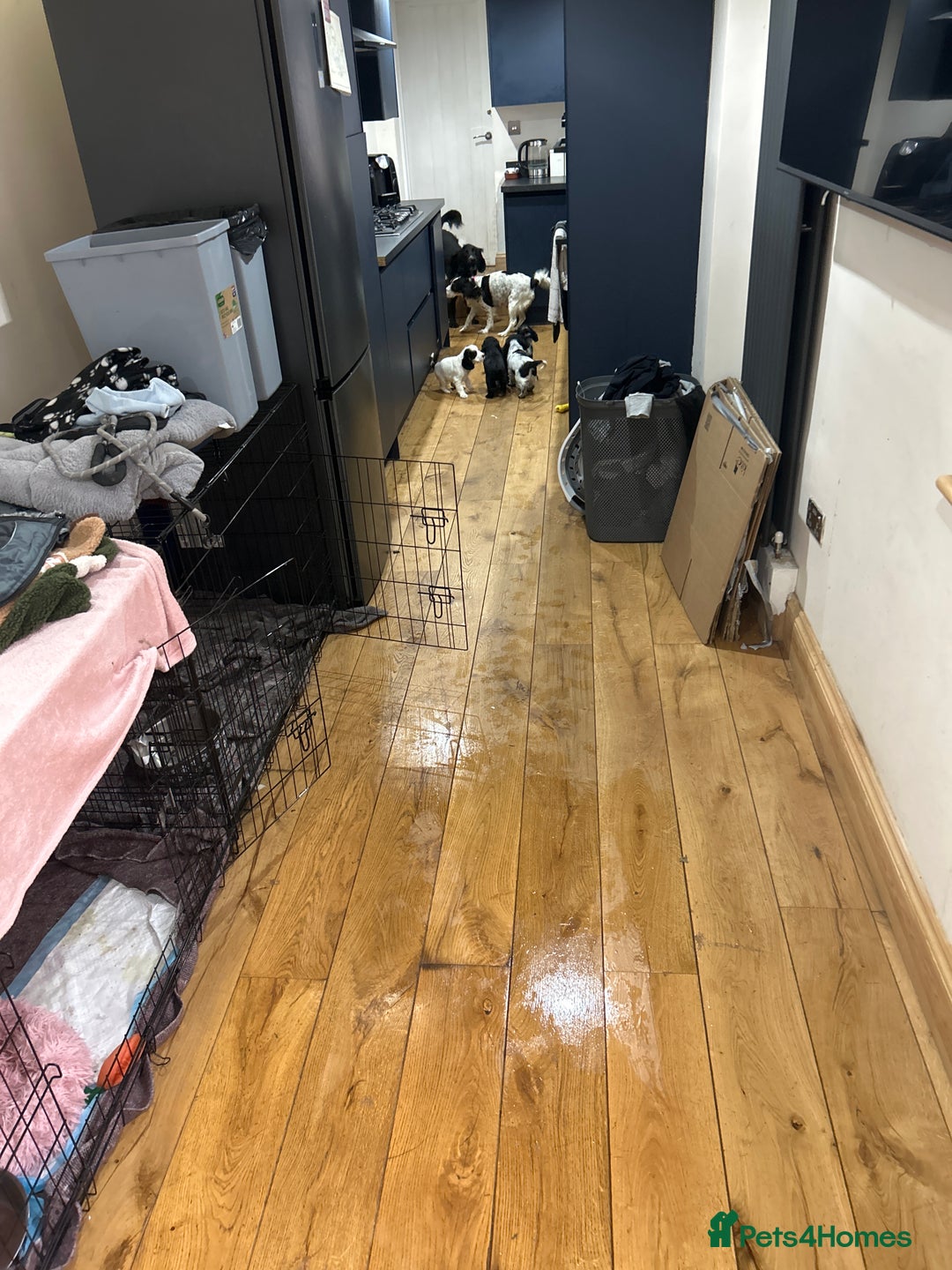 Cocker Spaniel dogs for sale: Beautiful Working Cocker Spaniel puppies - Advert 6