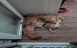 Labrador Retriever dogs for sale: Red and yellow Labrador puppies for sale. - Image 14