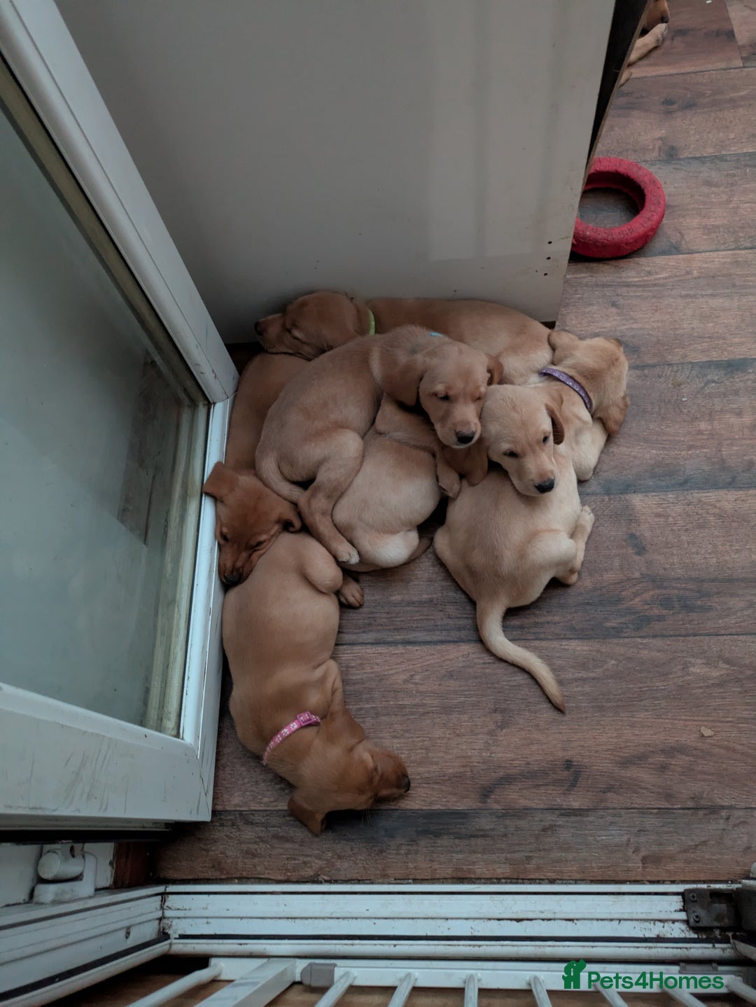 Labrador Retriever dogs for sale: Red and yellow Labrador puppies for sale. - Image 14