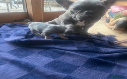 French Bulldog dogs for sale: French bull dog puppies  - Image 21
