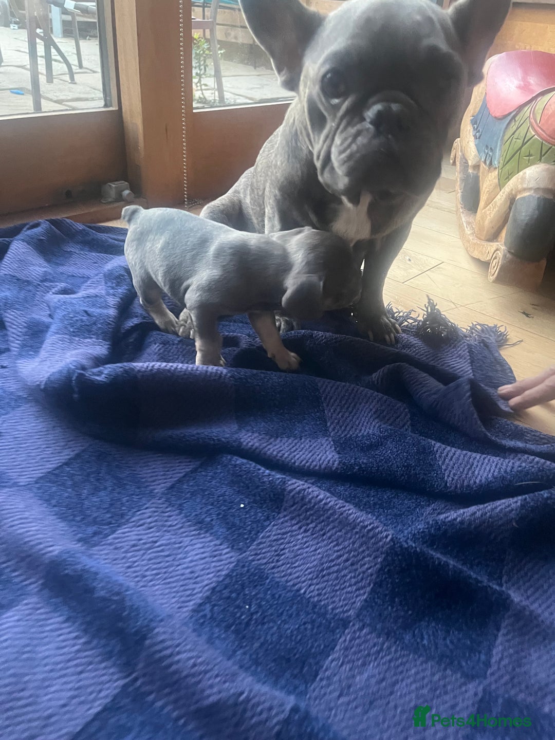 French Bulldog dogs for sale: French bull dog puppies  - Image 21