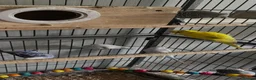 Budgerigars birds for sale: 8 Budgies and a pair of Lovebirds  - Advert 5