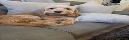Cockapoo dogs for sale: Cockapoo  - Advert 2