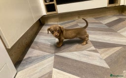 Mixed Breed dogs for sale: Dachshund and Pomeranian - Image 4