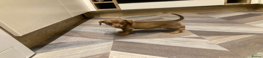 Mixed Breed Puppy 4