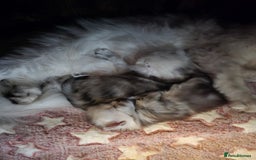 Maine Coon cats for sale: Maine Coon Kittens Black Shaded European Lines - Image 23