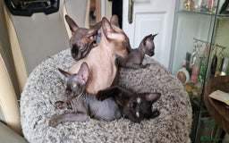 Sphynx cats for sale: Mixed selection Sphynx kittens. - Image 17