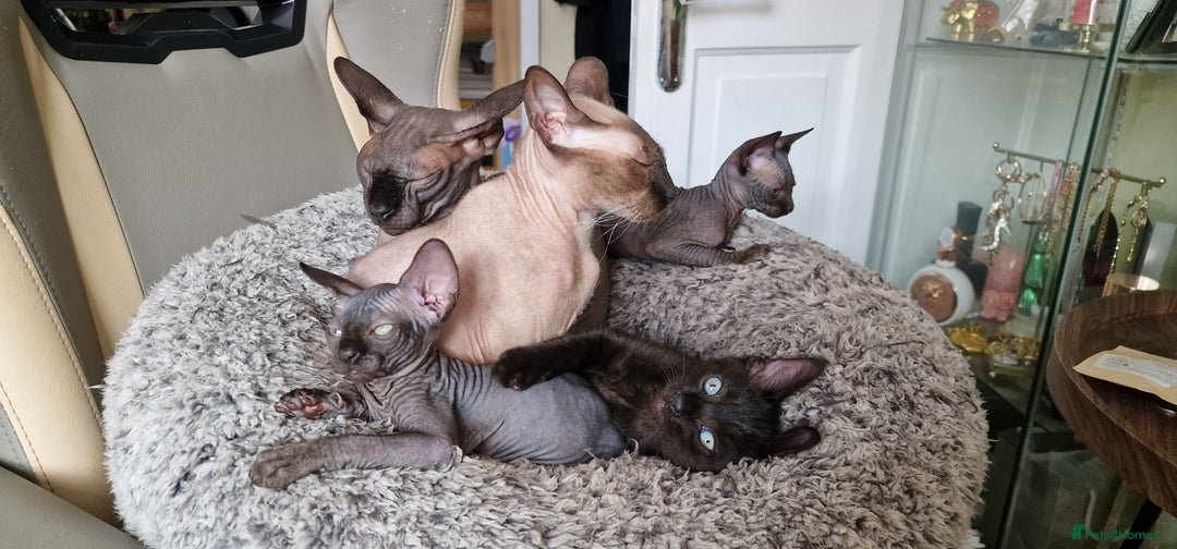 Sphynx cats for sale: Mixed selection Sphynx kittens. - Image 17