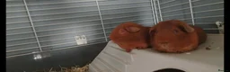 Guinea Pig rodents for sale: 2 make guinea pigs in Great Yarmouth - Advert 2