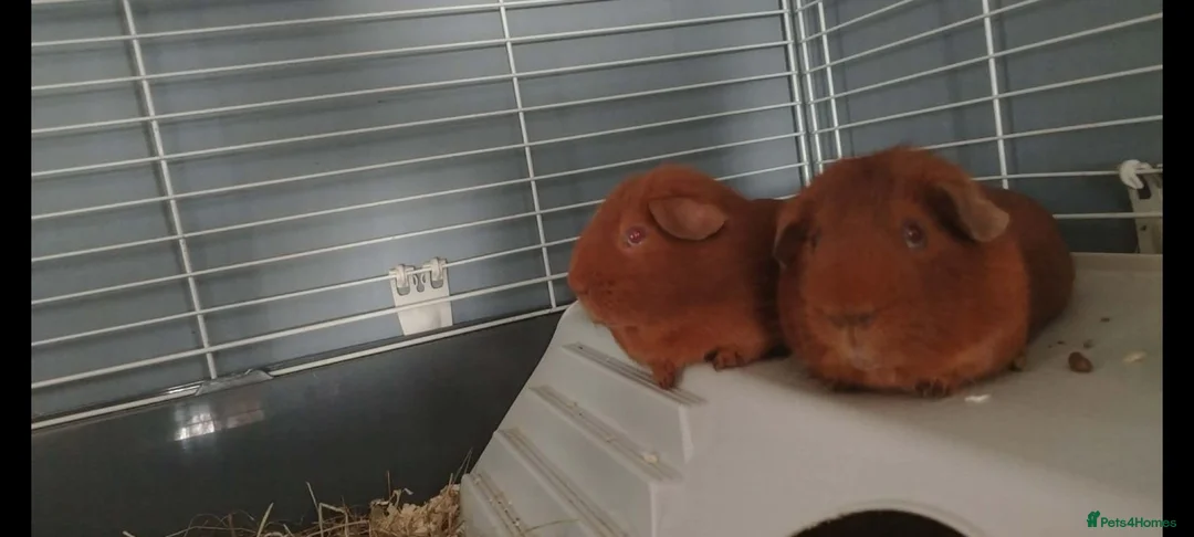 Guinea Pig rodents for sale: 2 make guinea pigs in Great Yarmouth - Advert 2