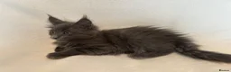 Maine Coon cats for sale: Maine Coon Kittens – 4 Available !!! - Advert 8