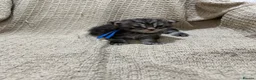 Maine Coon cats for sale: Exceptional Smoke / classic MAINCOON kittens  - Advert 10