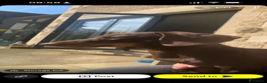 Miniature Dachshund 1