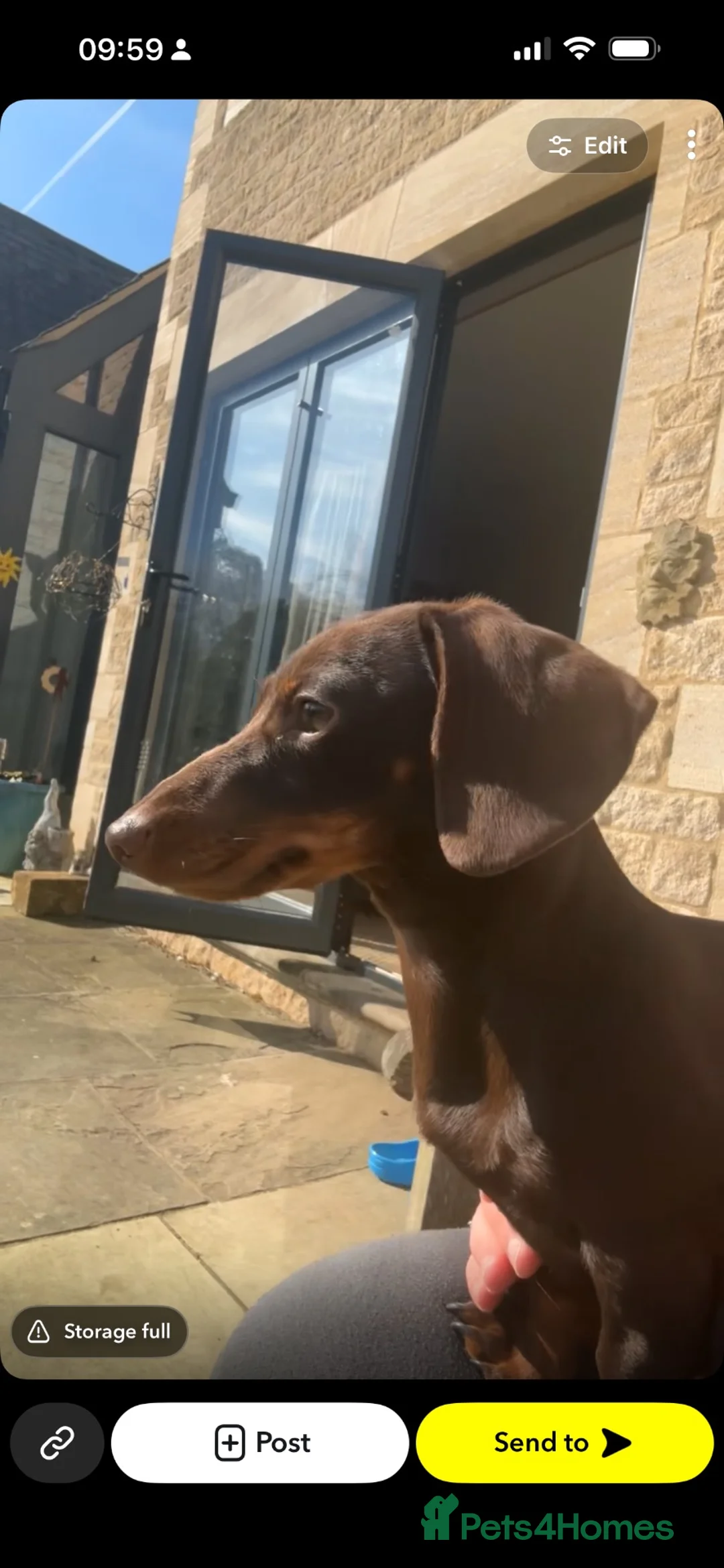 Miniature Dachshund dogs for sale: Miniature dachshund needing a new home - Advert 2