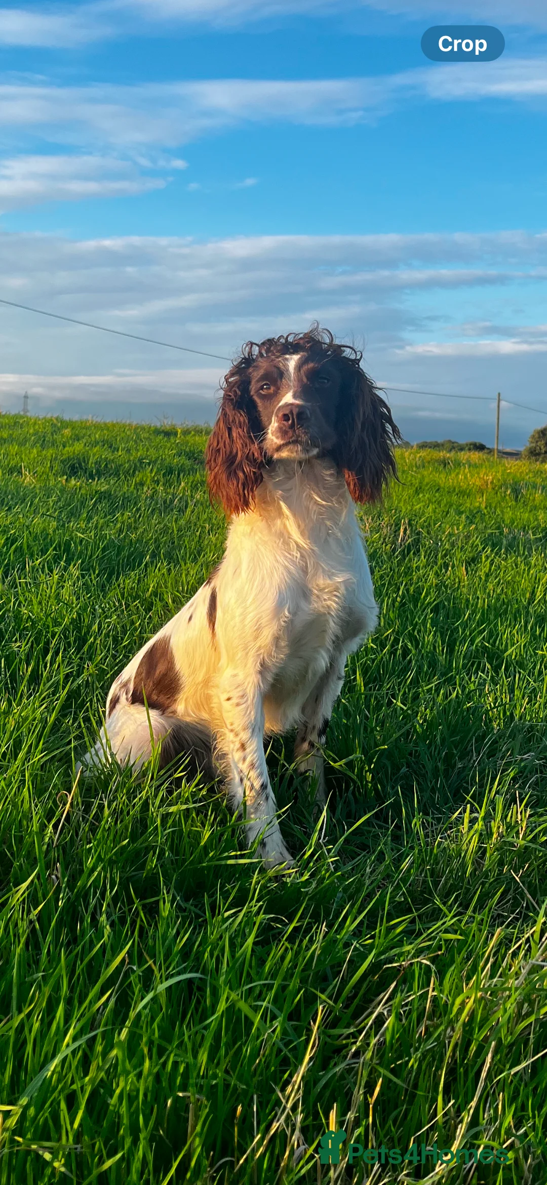 English Springer Spaniel dogs for stud: Field Trial Winner Ribblebrook Rocky @ Stud - Advert 7