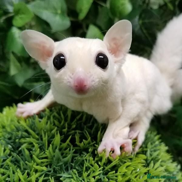Sugar Glider rodents ❤️Sugar Glinder leucístic white - Advert 3
