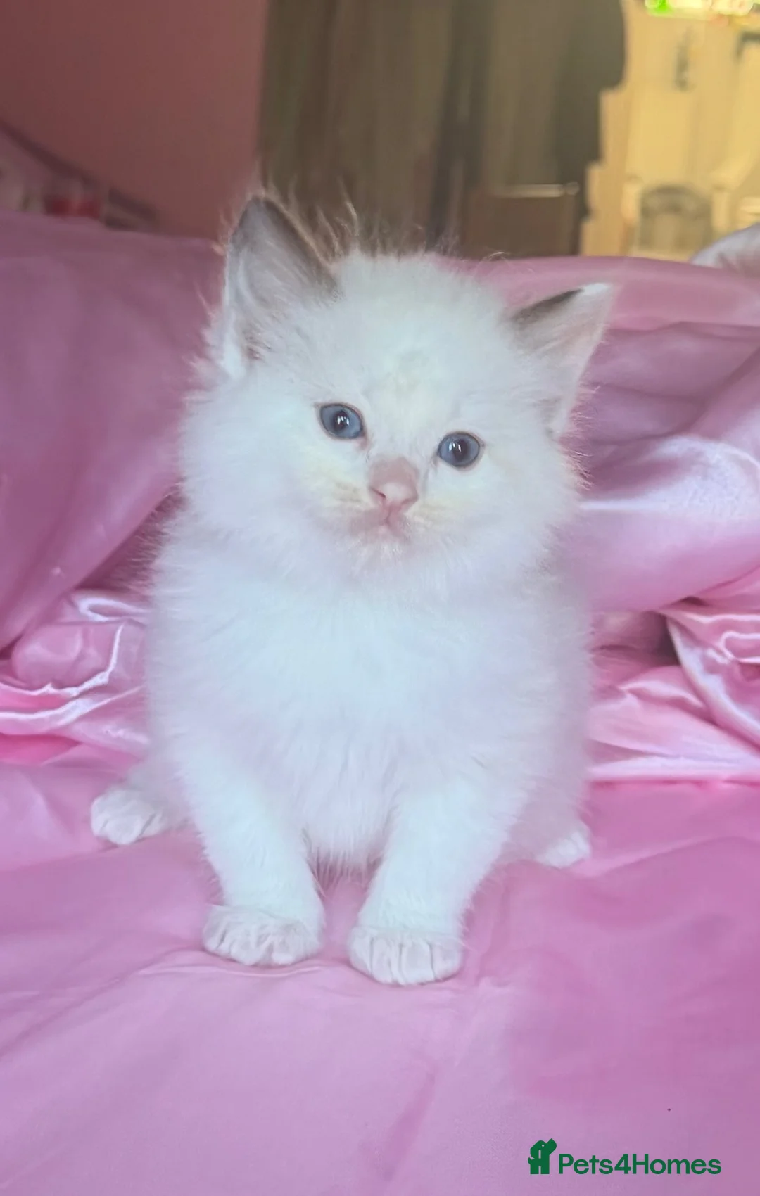 Ragdoll cats for sale: 🤍Pure Breed Ragdolls-last bicolour boy left 🤍 - Advert 1
