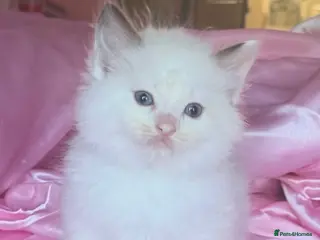 Ragdoll cats 🤍Pure Breed Ragdolls-last bicolour boy left 🤍 - Advert 1