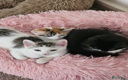 Mixed Breed cats for adoption: Rescue calico kitten in need of home - Image 9