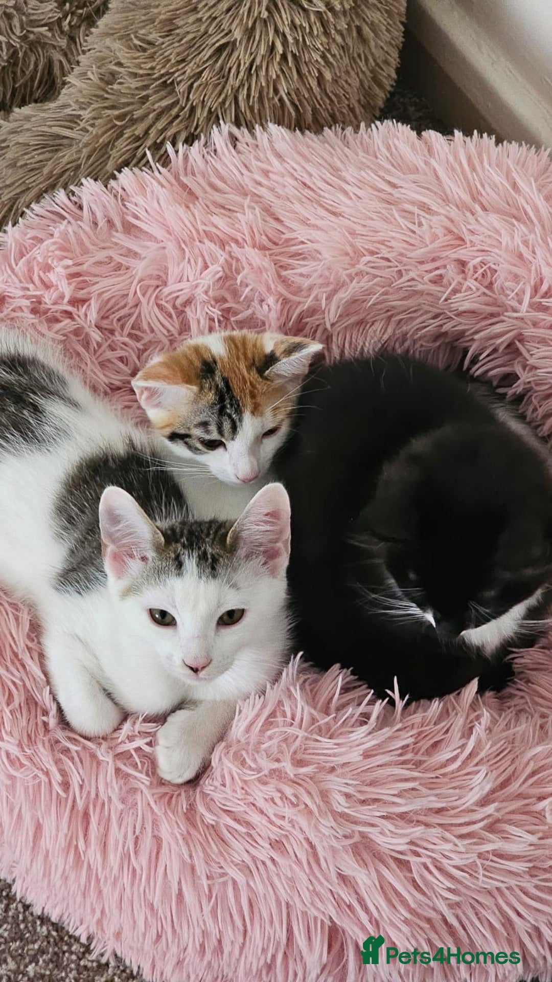Mixed Breed cats for adoption: Rescue calico kitten in need of home - Image 9