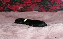 Cavapoo dogs for sale: Exceptional Cavapoo babies  - Image 2