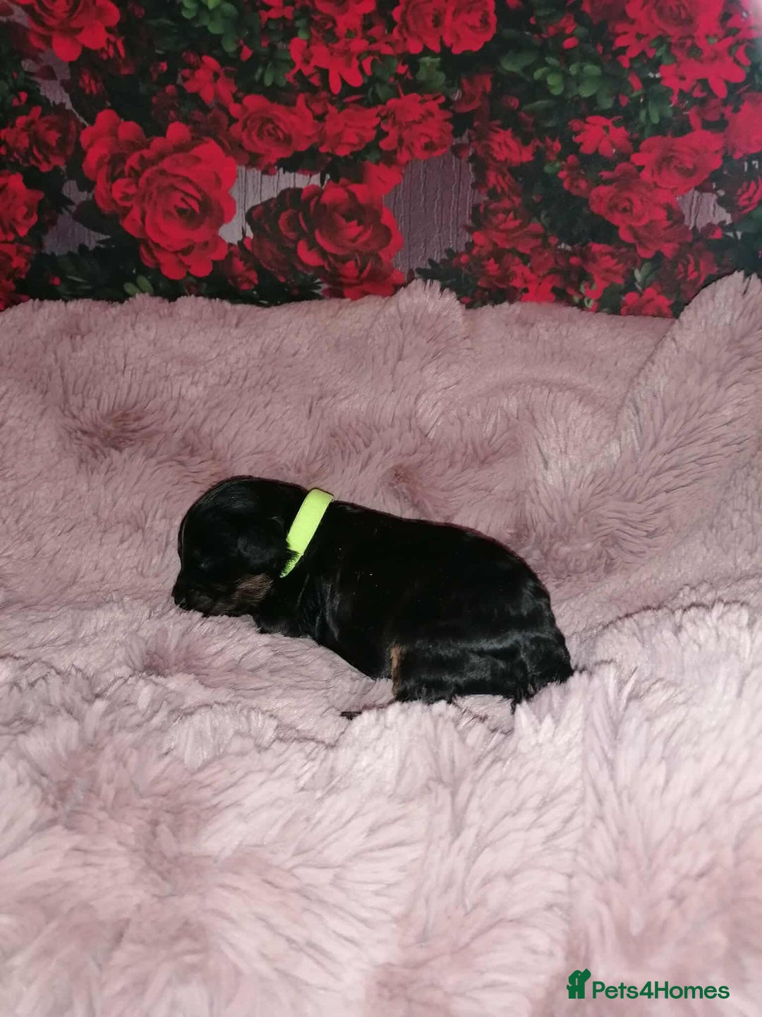 Cavapoo dogs for sale: Exceptional Cavapoo babies  - Image 2