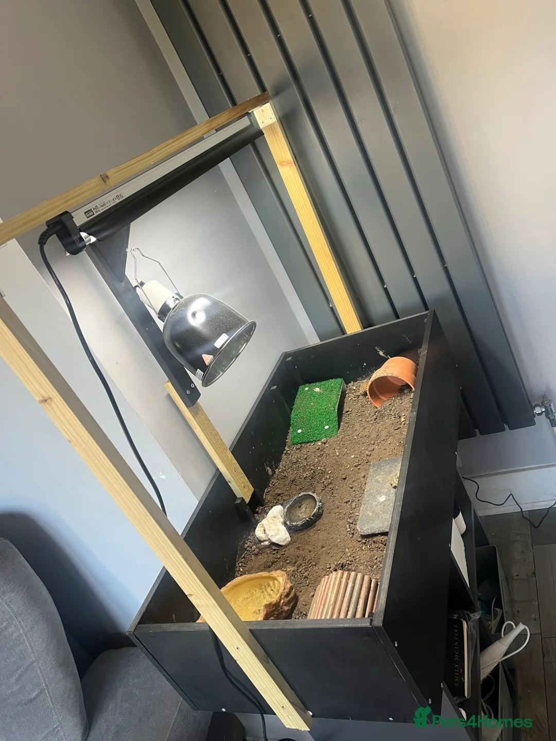 Tortoise reptiles for sale: Tortiose and full set up in Southend-on-Sea - Advert 4