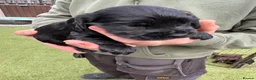 Cocker Spaniel dogs for sale: 4 beautiful cocker spaniel girls left for sale  - Advert 6
