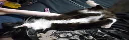 British Longhair cats for sale: tuxedo long hair cat.  in Ashford - Advert 3
