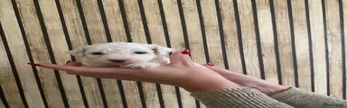 Poochon 3