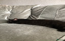 Mixed Breed cats for sale: black kittens ready to leave  - Image 7