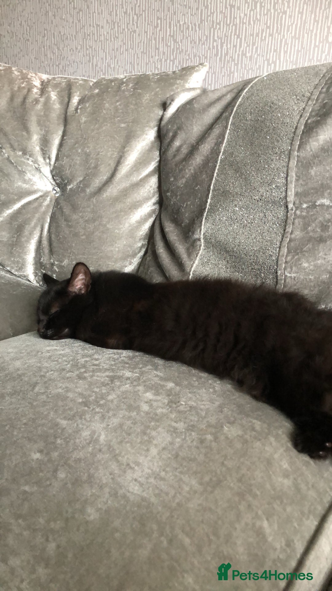 Mixed Breed cats for sale: black kittens ready to leave  - Image 7