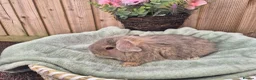 Mini Lop rabbits for sale:  ❤️ Gorgeous mini lops ❤️ please read description - Advert 9