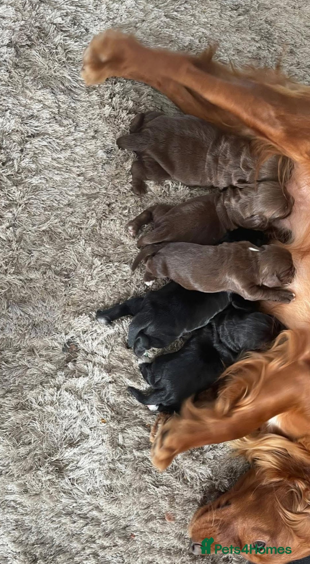 Cocker Spaniel dogs for sale: Cocker Spaniel  - Image 3