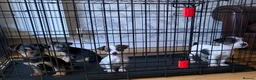Jack Russell dogs for sale: 4 jack Russel boys  - Advert 1