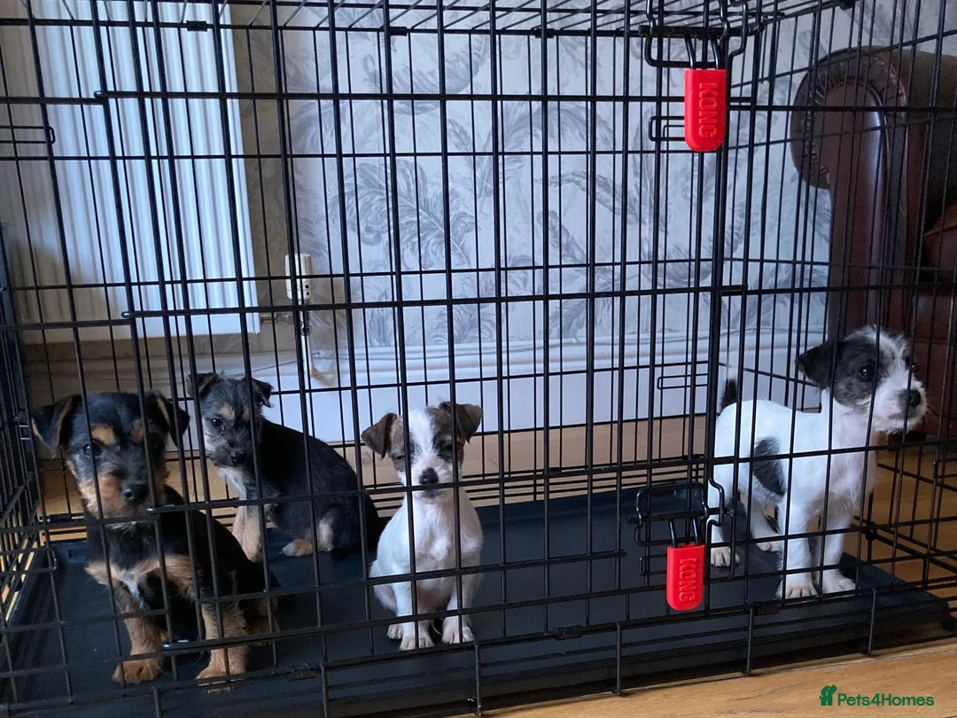 Jack Russell dogs for sale: 4 jack Russel boys  - Advert 1
