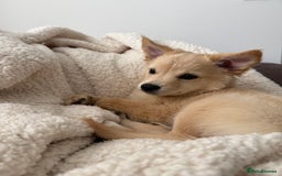 Mixed Breed dogs for sale: Chihuahua x Italian Volpino - Image 7