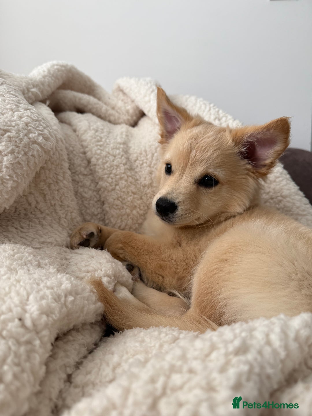 Mixed Breed dogs for sale: Chihuahua x Italian Volpino - Image 7