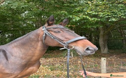 Irish Draught horses for sale: MAPLE - GENUINE RIDE / SEASONED HUNTER - Image 3