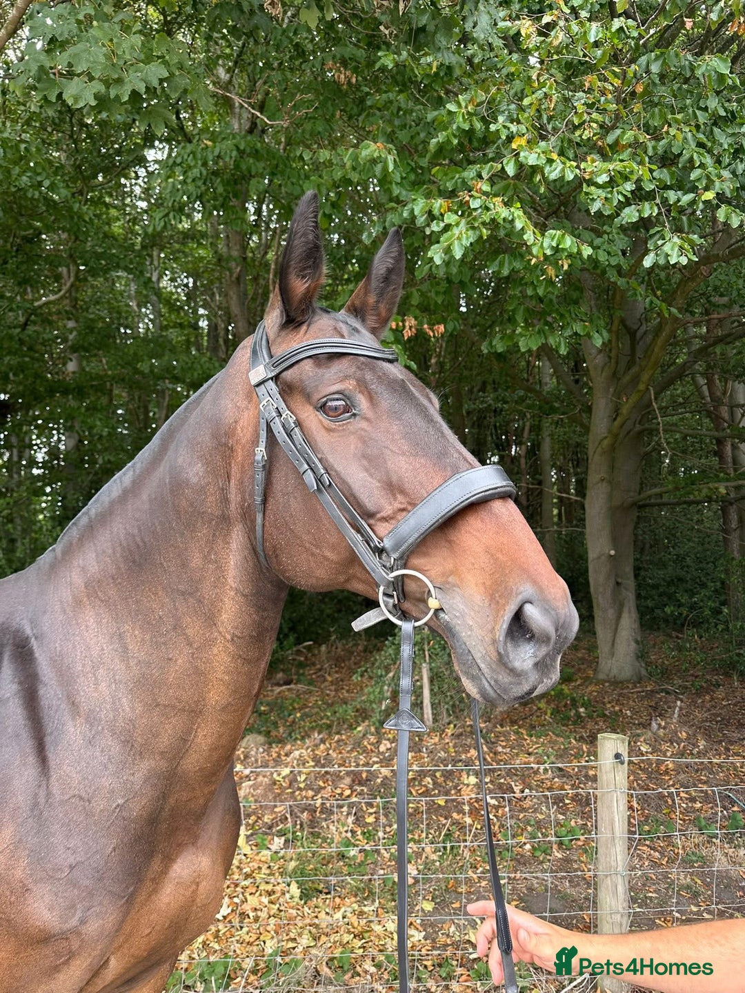 Irish Draught horses for sale: MAPLE - GENUINE RIDE / SEASONED HUNTER - Image 3