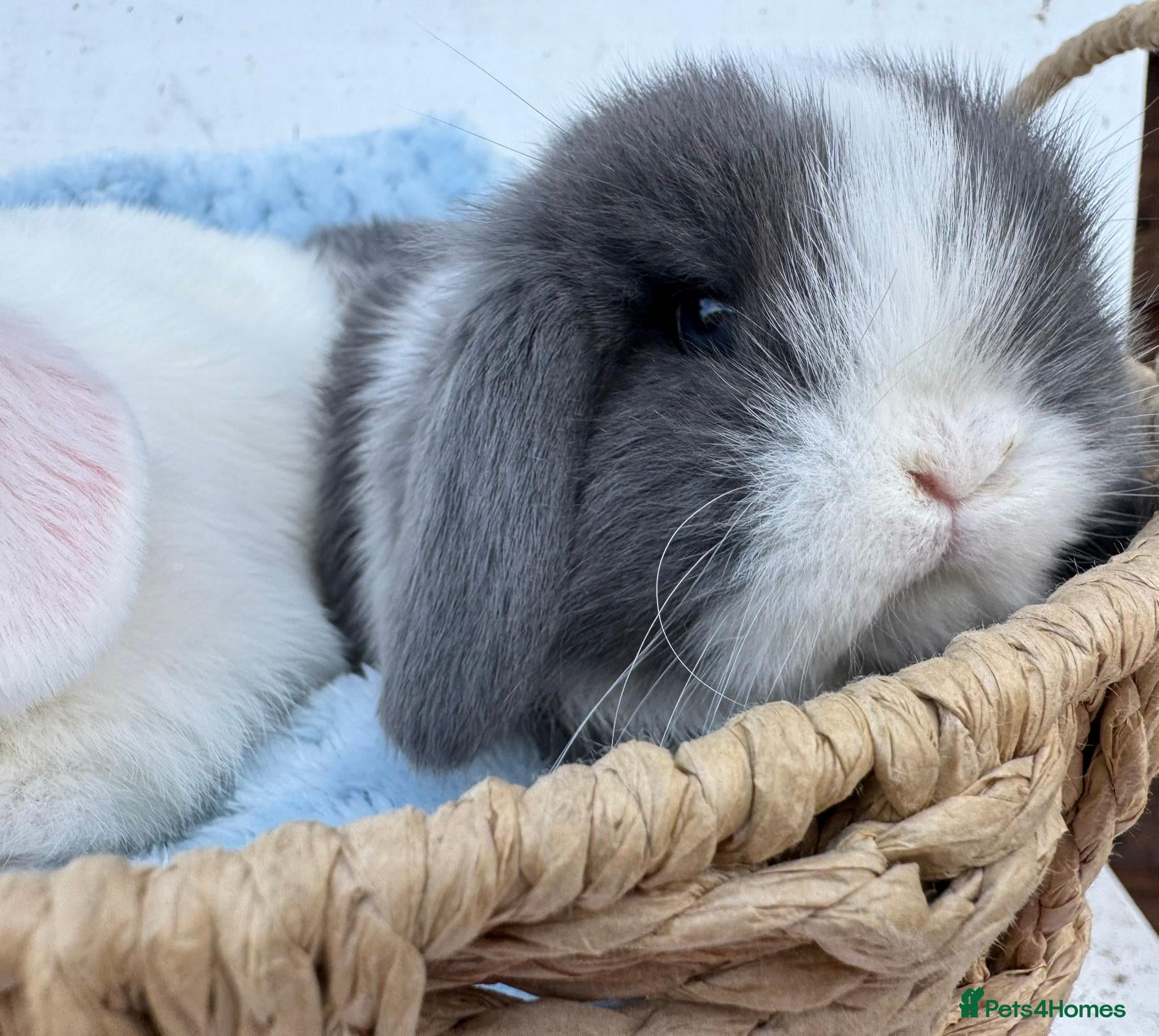 Mini Lop rabbits Pure bred Mini Lop RabbitS - Advert 1
