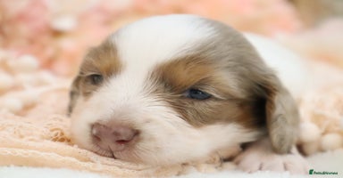 Miniature Dachshund dogs KC Longhair Miniature Dachshund Puppies - Advert 9