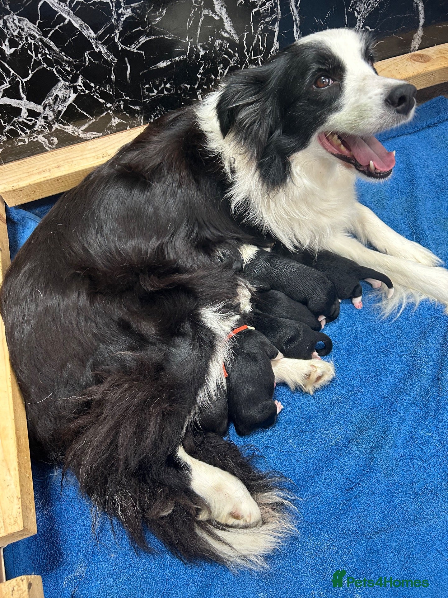 Border Collie dogs KC reg. Border Collie puppies!!! - Advert 1