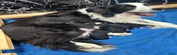 Border Collie dogs for sale: KC reg. Border Collie puppies!!! - Advert 1