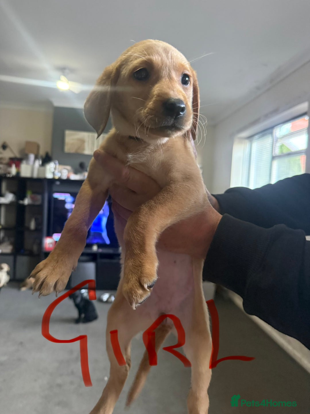 Labrador Retriever dogs for sale: Labrador  - Image 4