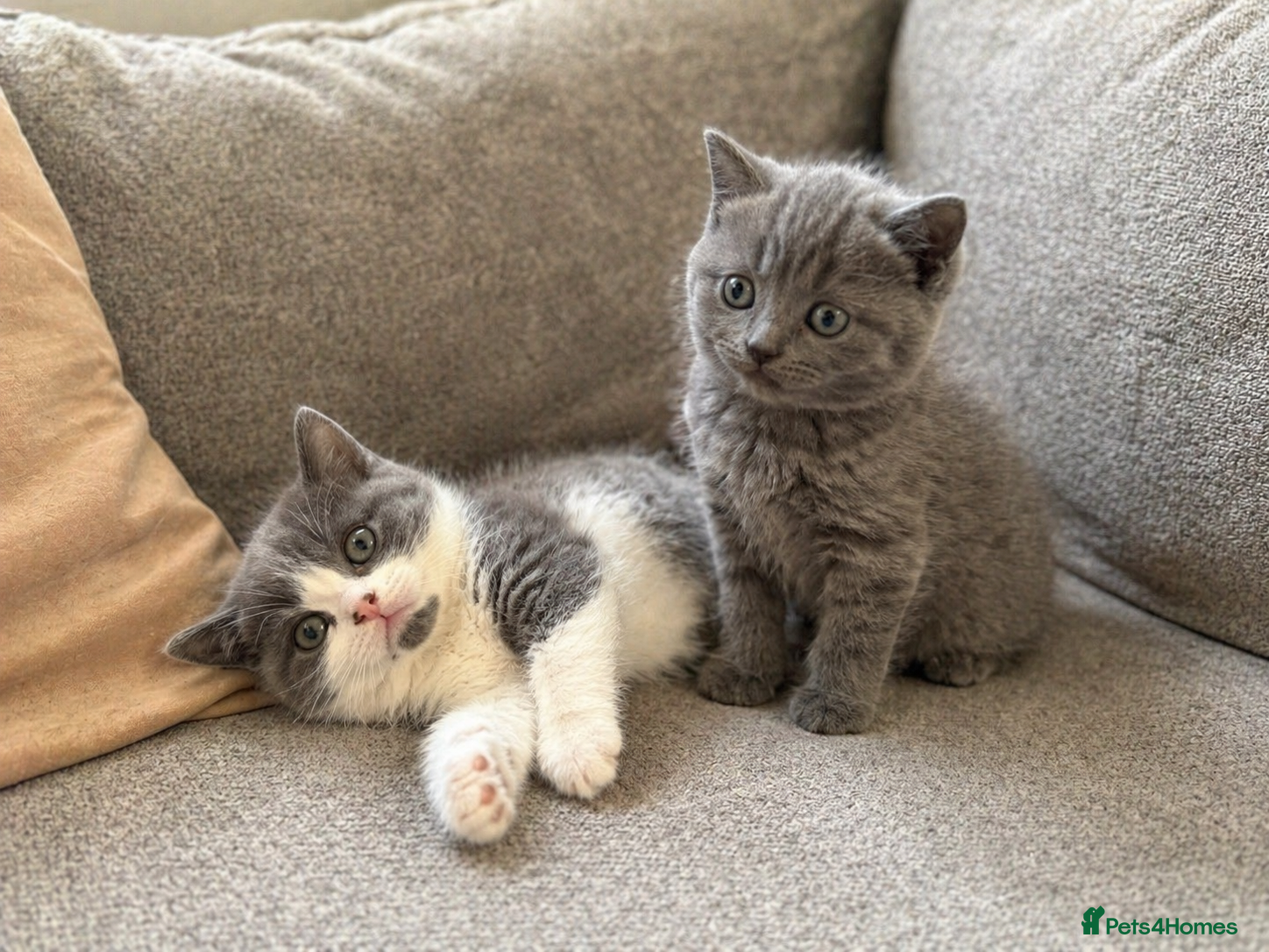 British Shorthair cats for sale: British Shorthair Kittens Looking for Their Homes - Advert 1